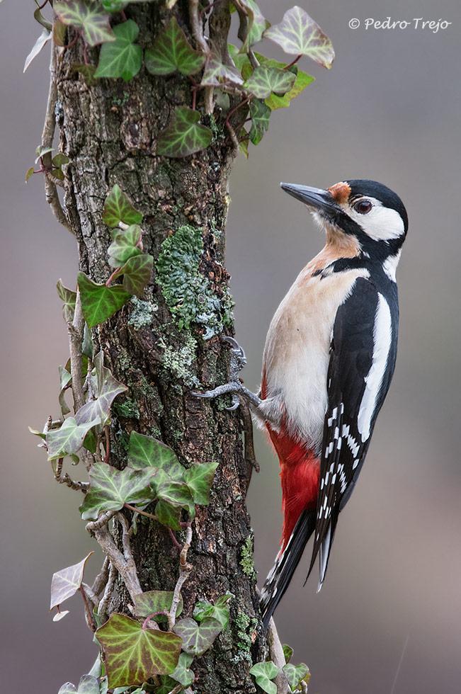 Pico picapinos (Dendrocopos major)